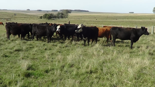 Vacas preñadas