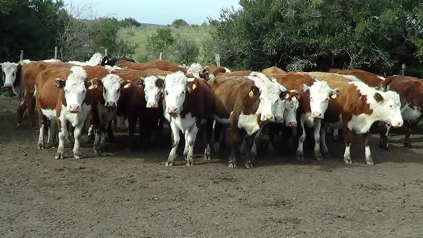 Vacas de invernada